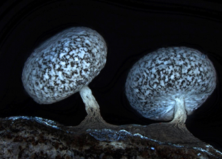 Illustration for article titled Parasites, deadly bugs and fungi are more beautiful than you could possibly imagine